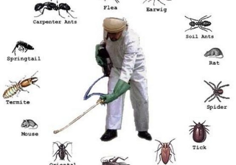 tai-sao-phai-diet-cac-loai-con-trung-gay-hai-626