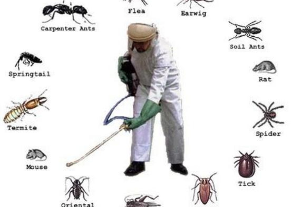 tai-sao-phai-diet-cac-loai-con-trung-gay-hai-626