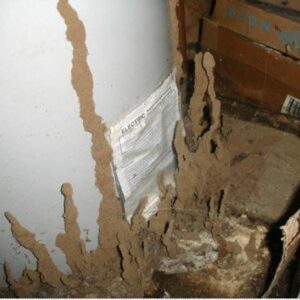 z5695351740236_de511ca7e93e01437a082d2124be7203