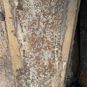 z5695351813663_4b6ad01d909d0b5b60bf6d5fdb828b4c